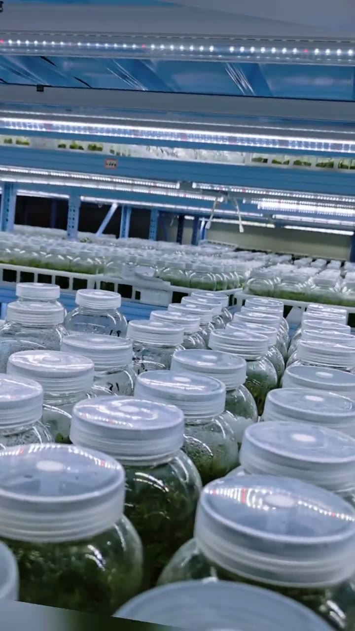 Inside a tissue culture plantlet pouch — original video cover