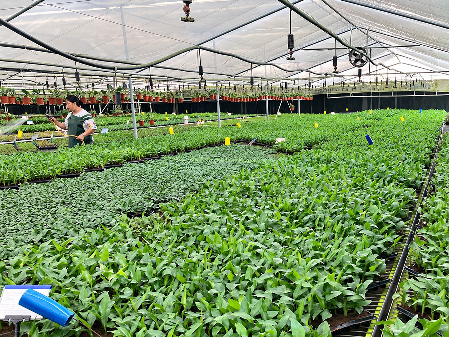IWATER greenhouse growing area