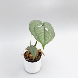 monstera amydrium medium silver