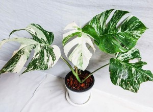 Monstera deliciosa var.Borsigiana 'Albo variegata'