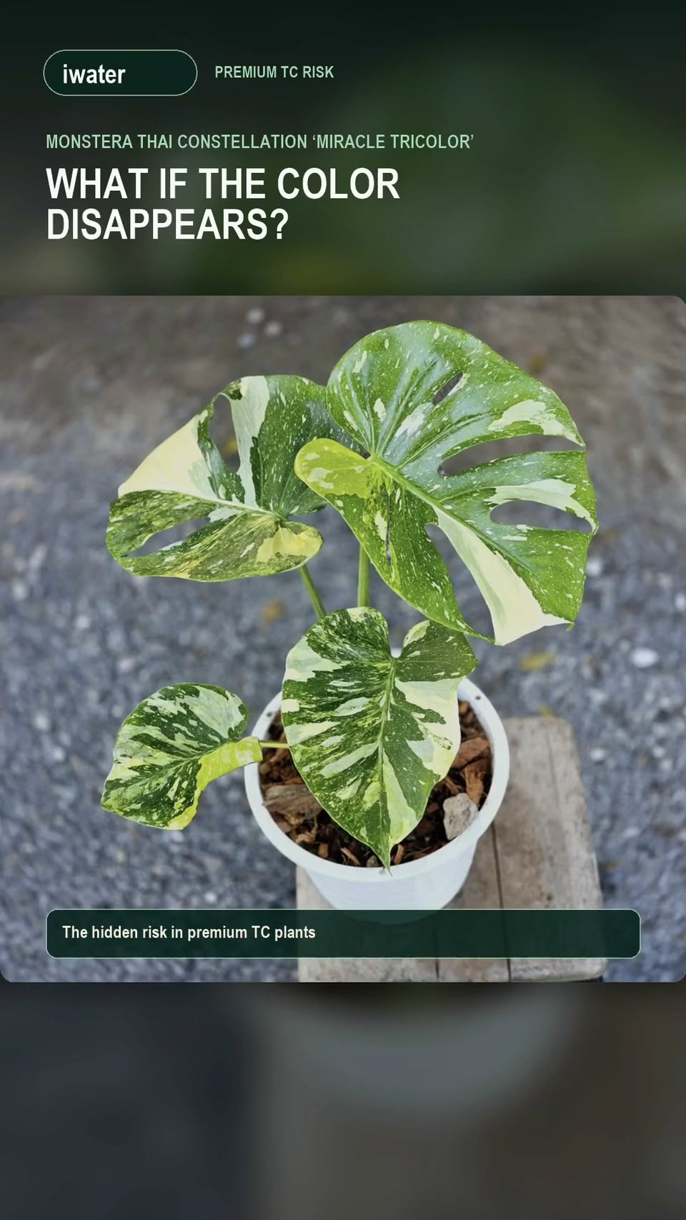 Monstera Thai Constellation “Miracle Tricolor” — original video cover