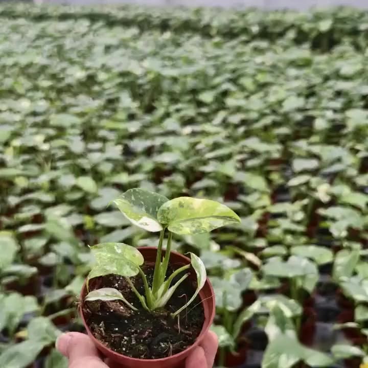 Monstera “Miracle Tricolor” at the nursery — original video cover