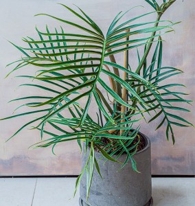 Philodendron tortum