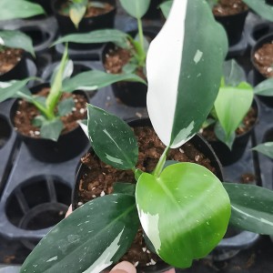 Philodendron Witte Tovenaar